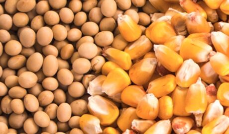 Nutritious Blended Corn-Soya Flour