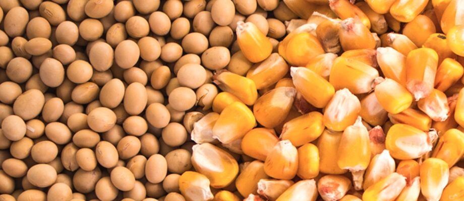 Nutritious Blended Corn-Soya Flour
