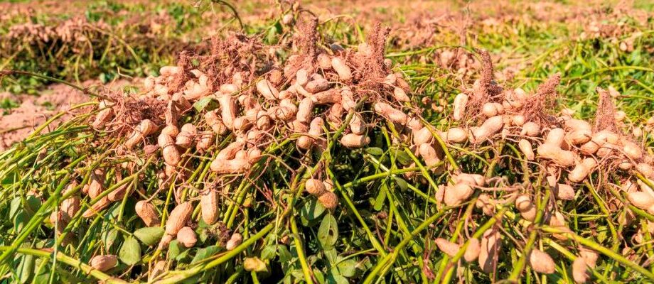 Post Harvest Handling Training and Agricultural Best Practice Support