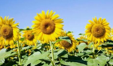 Promoting Sustainable and Climate Smart Farming Practices