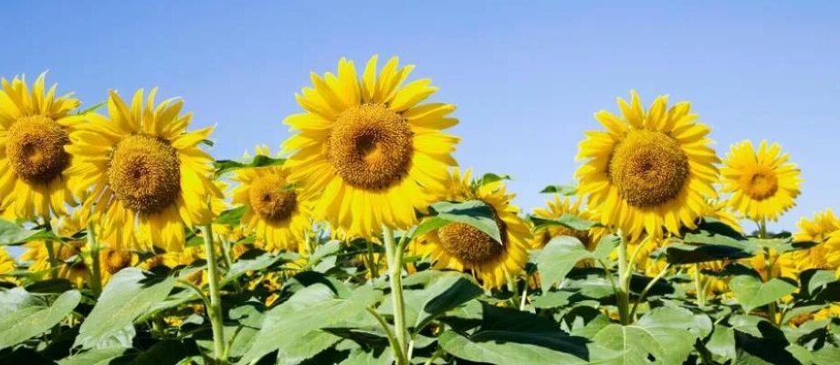 Promoting Sustainable and Climate Smart Farming Practices